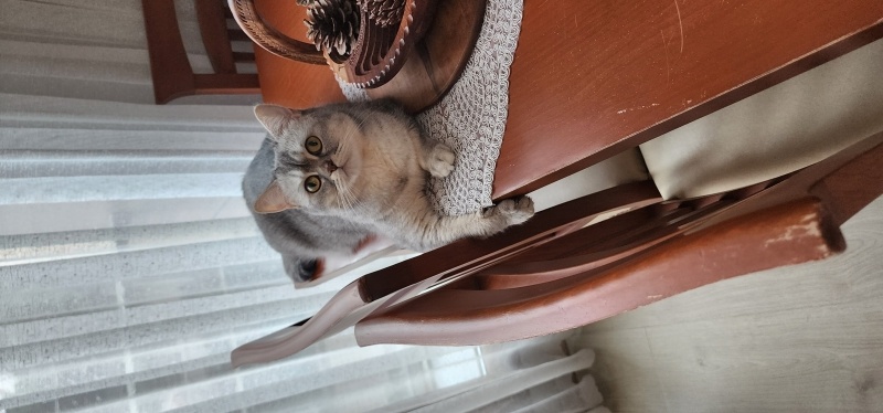 British Shorthair, Kedi  AHU fotoğrafı