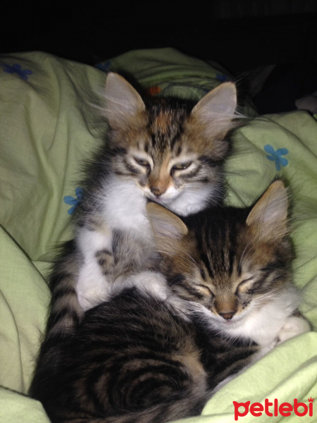 Tekir Kedi, Kedi  Kömür fotoğrafı