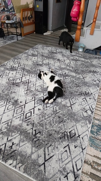 Tekir Kedi, Kedi  PANDA fotoğrafı