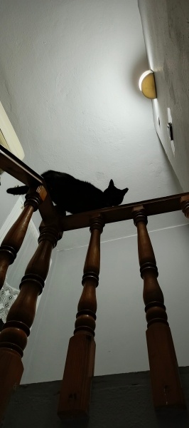 Tekir Kedi, Kedi  MARSIK fotoğrafı