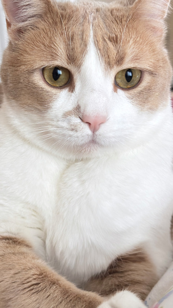 Sarman, Kedi  Aery fotoğrafı
