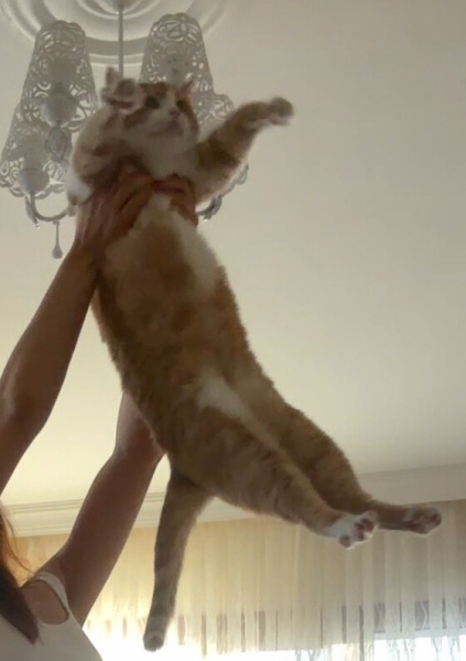Sarman, Kedi  Aery fotoğrafı