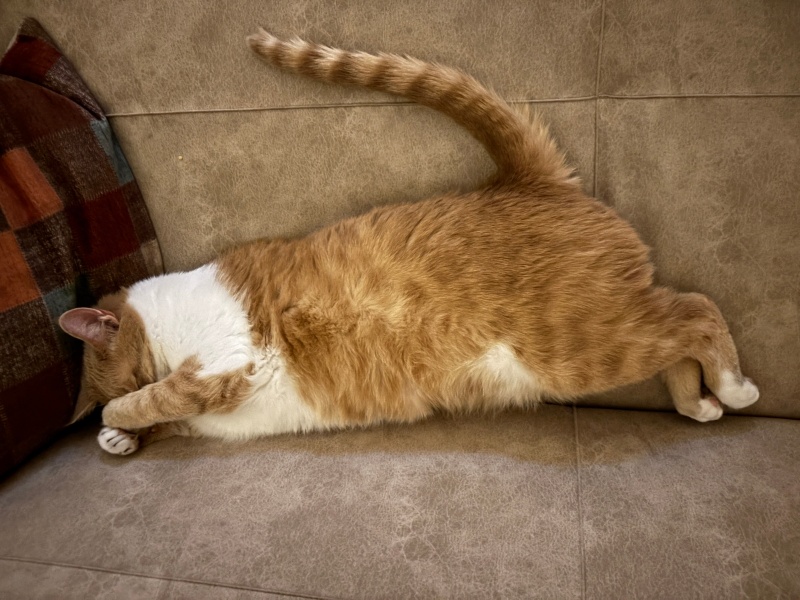Sarman, Kedi  Aery fotoğrafı
