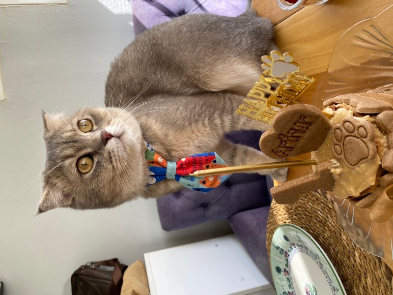Scottish Fold, Kedi  Arthur fotoğrafı