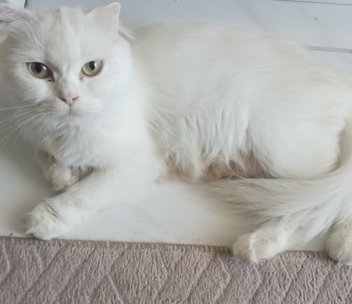Scottish Fold, Kedi  Miya fotoğrafı
