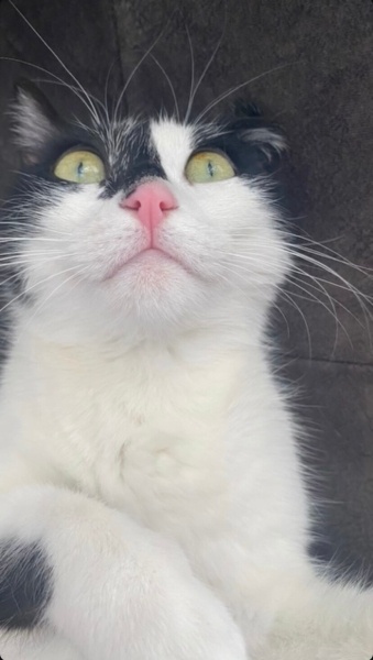 Tuxedo (Smokin) Kedi, Kedi  Badem fotoğrafı