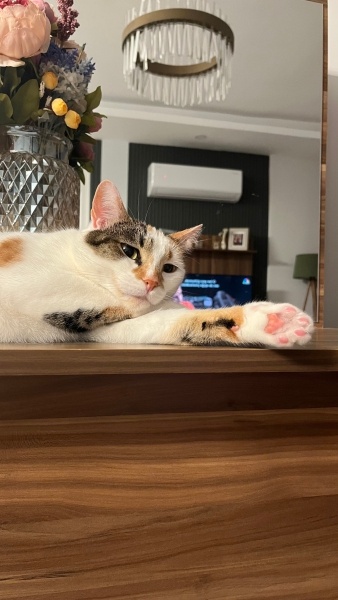 Tekir Kedi, Kedi  Mikmik fotoğrafı