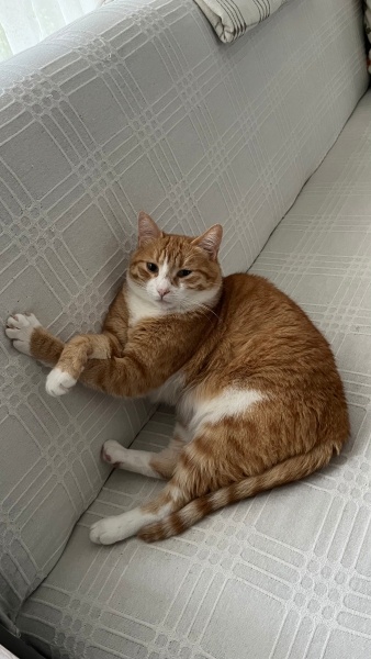 Sarman, Kedi  Miya fotoğrafı