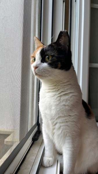 Tekir Kedi, Kedi  Cimcimo fotoğrafı