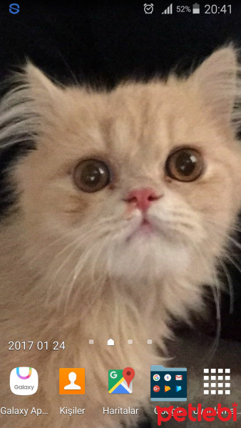 İran Kedisi (Persian), Kedi  Tommy fotoğrafı