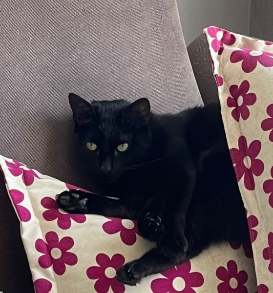 Bombay, Kedi  Murphy fotoğrafı