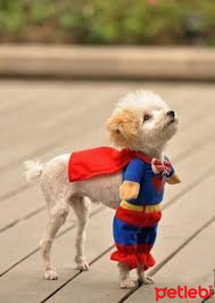 Ankara Kedisi, Kedi  superman kripto fotoğrafı