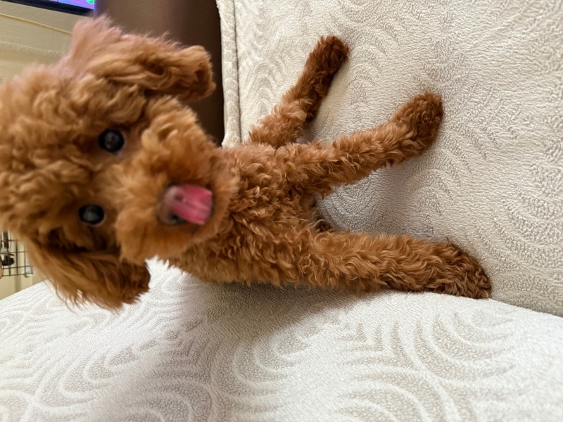 Poodle (Minyatür Kaniş), Köpek  Gofret fotoğrafı