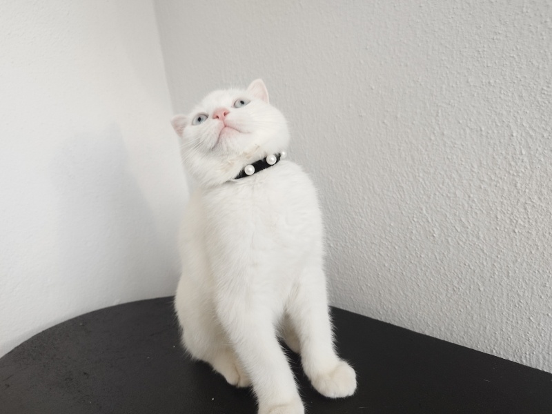 Ankara Kedisi, Kedi  Pamuk fotoğrafı