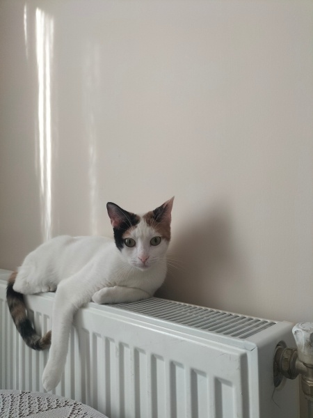 Tekir Kedi, Kedi  Poşet fotoğrafı