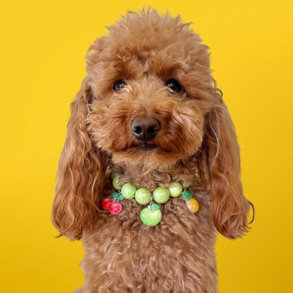 Poodle (Minyatür Kaniş), Köpek  Tokyo fotoğrafı