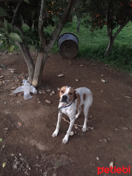 Pointer, Köpek  Cimi fotoğrafı