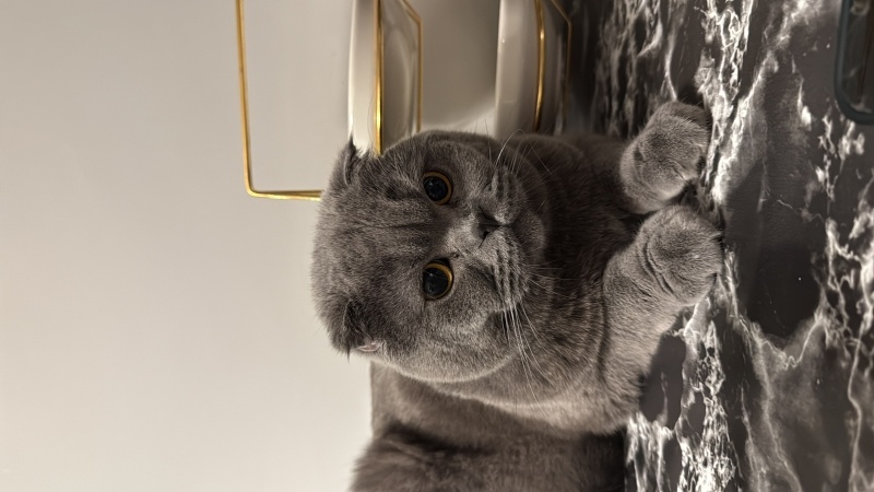 Scottish Fold, Kedi  Chivas fotoğrafı