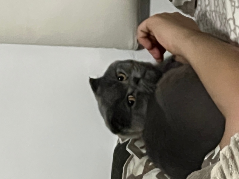 Scottish Fold, Kedi  Chivas fotoğrafı
