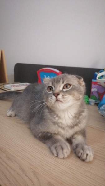 Scottish Fold, Kedi  scottish fold fotoğrafı