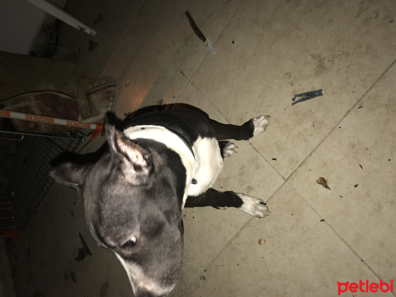 Amerikan Pitbull Terrier, Köpek  Escobar fotoğrafı