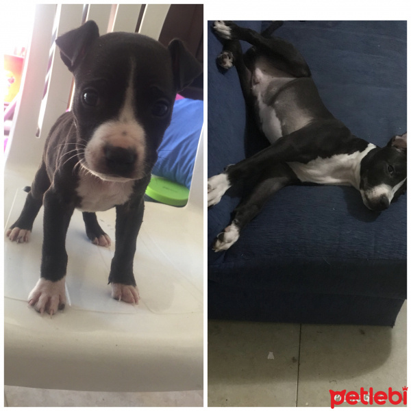Amerikan Pitbull Terrier, Köpek  Escobar fotoğrafı