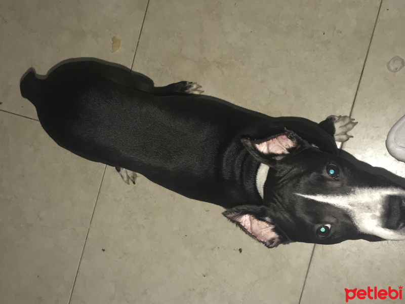 Amerikan Pitbull Terrier, Köpek  Escobar fotoğrafı
