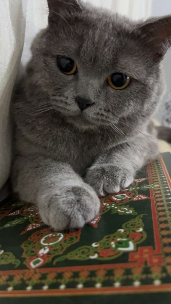 British Shorthair, Kedi  mars fotoğrafı