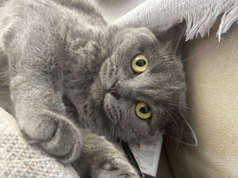 British Shorthair, Kedi  mars fotoğrafı