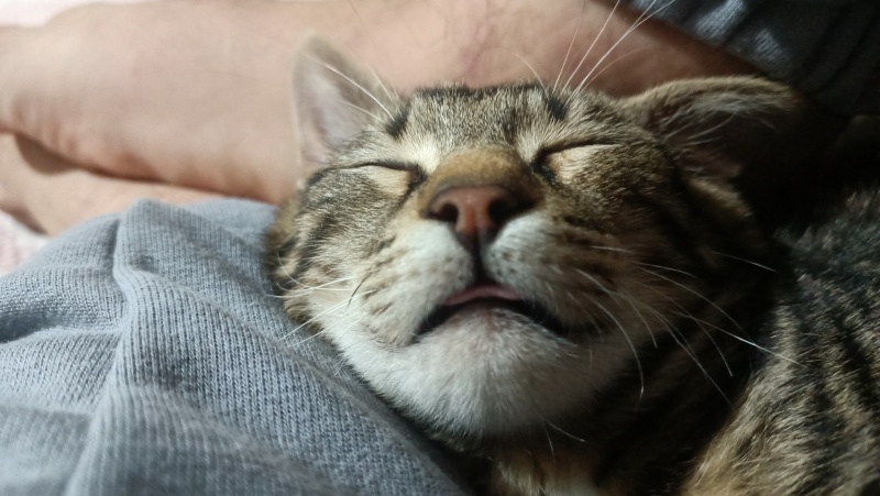 Tekir Kedi, Kedi  Garip fotoğrafı