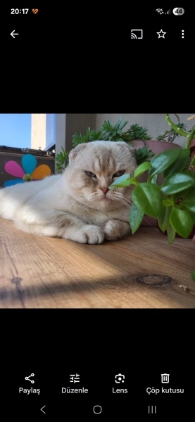 Scottish Fold, Kedi  Bulut fotoğrafı