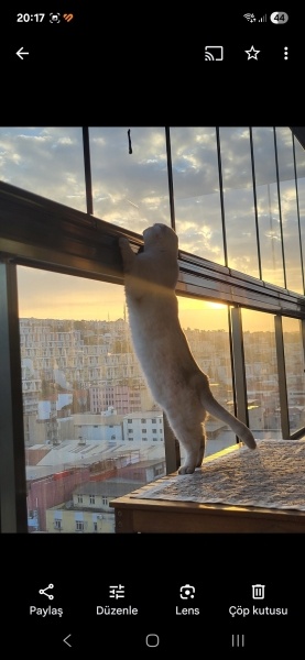 Scottish Fold, Kedi  Bulut fotoğrafı