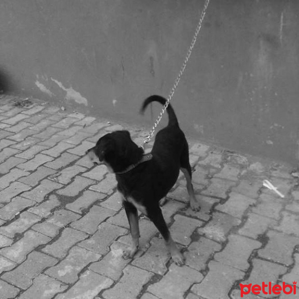 Doberman Pinscher, Köpek  heydi fotoğrafı