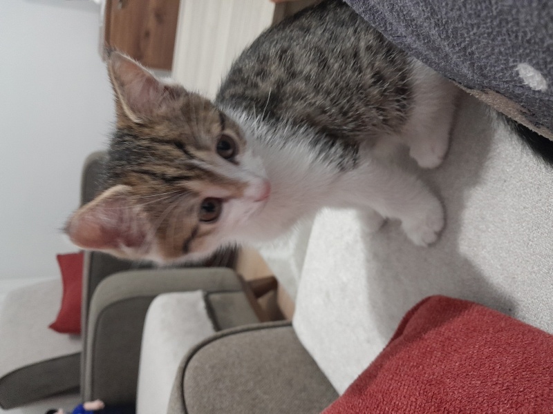Tekir Kedi, Kedi  Yok fotoğrafı