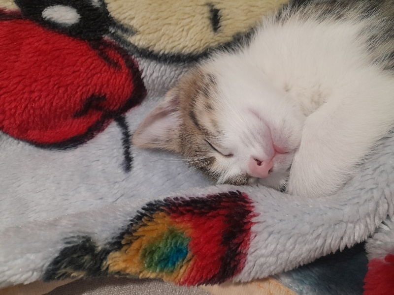 Tekir Kedi, Kedi  Yok fotoğrafı
