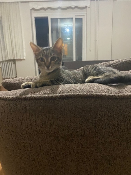 Tekir Kedi, Kedi  lulu fotoğrafı