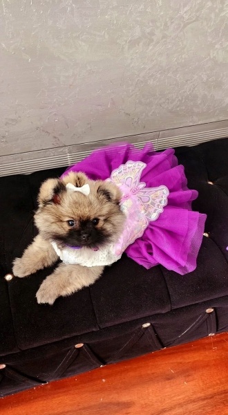 Pomeranyalı, Köpek  Bella fotoğrafı