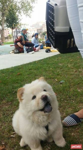 Chow Chow (çin Aslanı), Köpek  pamuk fotoğrafı