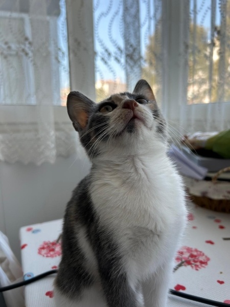 Tekir Kedi, Kedi  Luna fotoğrafı