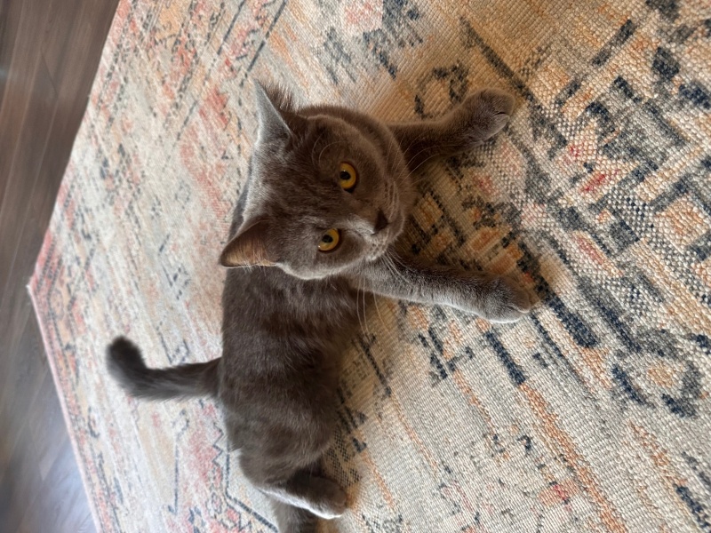 British Shorthair, Kedi  Lotus fotoğrafı