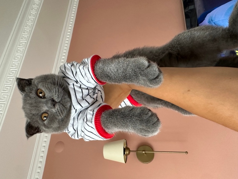 British Shorthair, Kedi  Lotus fotoğrafı