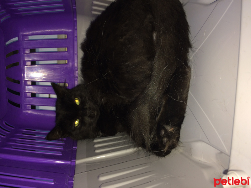 Bombay, Kedi  SUfle fotoğrafı