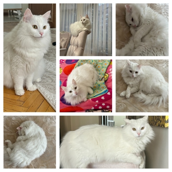 Ankara Kedisi, Kedi  Pamuk fotoğrafı