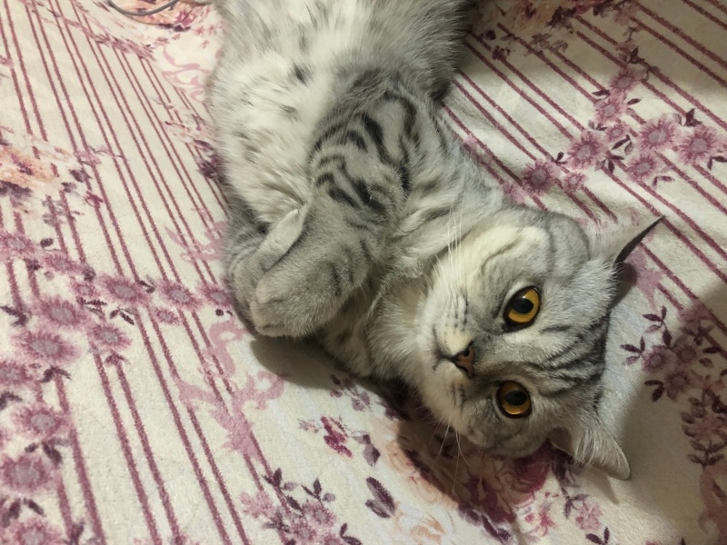 British Longhair, Kedi  BONCUK fotoğrafı