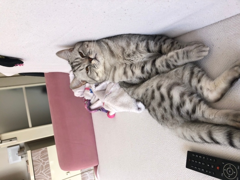 British Longhair, Kedi  BONCUK fotoğrafı