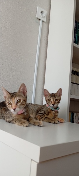 Tekir Kedi, Kedi  Bibi ve huby fotoğrafı