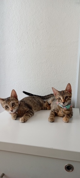 Tekir Kedi, Kedi  Bibi ve huby fotoğrafı