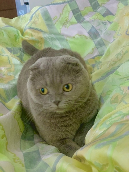 Scottish Fold, Kedi  ANGEL fotoğrafı