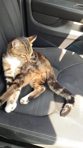 Tekir Kedi, Kedi  Boncuk fotoğrafı