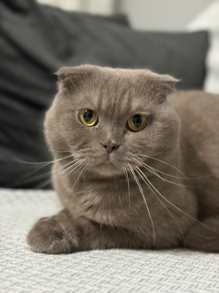 British Shorthair, Kedi  Kirli fotoğrafı